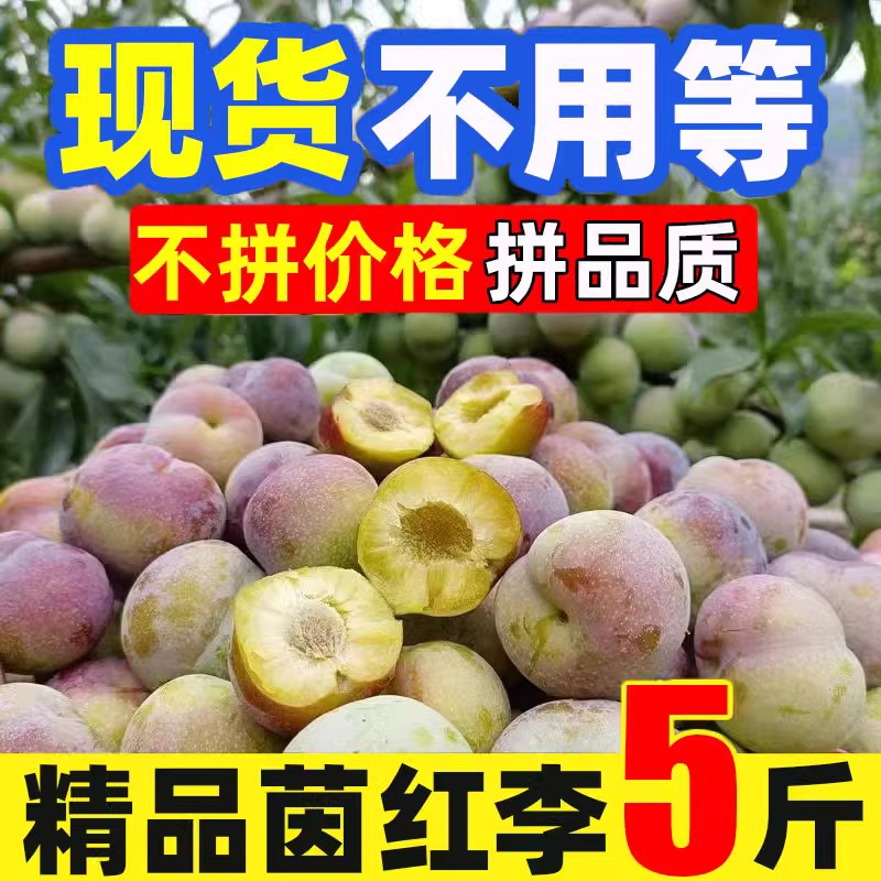 四川茵红脆李5斤 当季新鲜水果脆酸甜脱骨李子半边红孕妇整箱包邮
