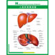 医院门诊人体肝胆解剖示意图上墙贴纸挂画kt展板海报印制挂图