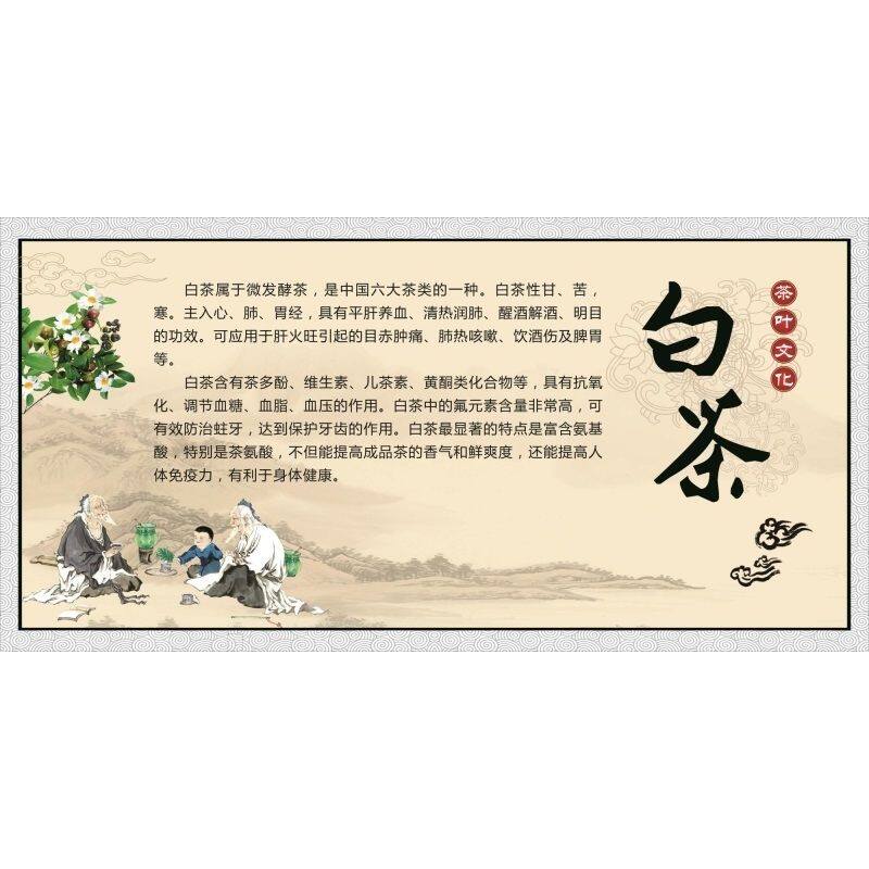 白茶茶叶文化海报展板白茶福鼎老白茶福鼎白茶的功效墙贴墙纸KT板