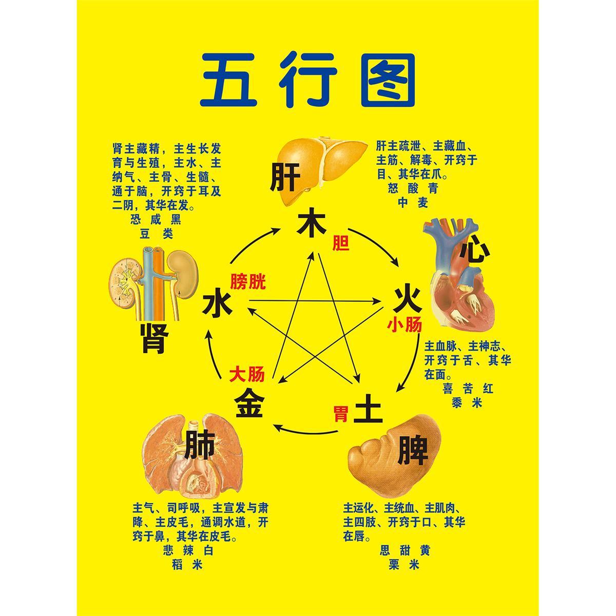中医养生馆五行图解挂图挂画定制 人体五行五脏相生相克海报贴图