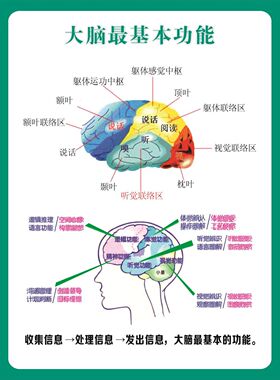 左右脑功能图装饰自粘海报感觉统合能力学前教育背胶贴画墙贴