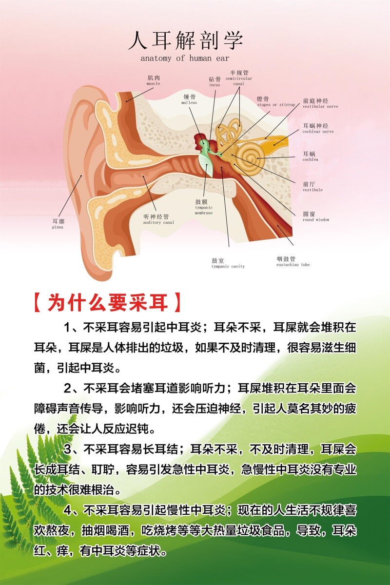 人耳解剖学海报展板价格指南免费检测可视采耳装饰画KT板墙贴墙纸