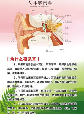 人耳解剖学海报展板价格指南免费检测可视采耳装饰画KT板墙贴墙纸