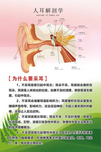 人耳解剖学海报展板价格指南免费检测可视采耳装饰画KT板墙贴墙纸