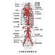 主动脉分部及其分支海报展板劲内动脉椎动肌主动脉升部墙贴纸