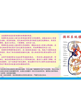 血液循环系统示意图挂图印制宣传画墙贴纸自粘kt板海报