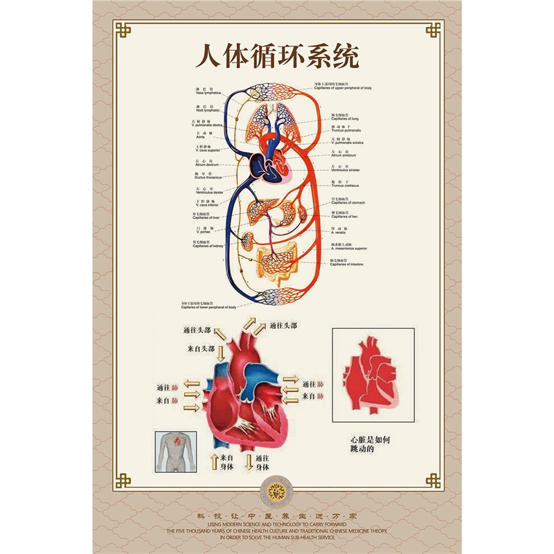 人体循环系统海报人体血管图人体解剖挂图肌肉与骨骼装饰画墙贴画