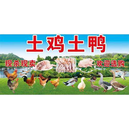 农家土鸡海报贴画散养土鸡蛋背景墙面装饰笨鸡蛋广告墙贴自粘贴纸