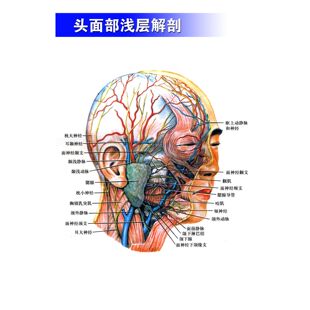 医院微整形美容面部人体血管面部肌肉《头面部浅层解剖》挂图海报