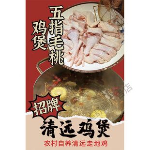 五指毛桃鸡煲广告海报贴纸养生药膳火锅装饰画滋补炖品挂图墙贴画