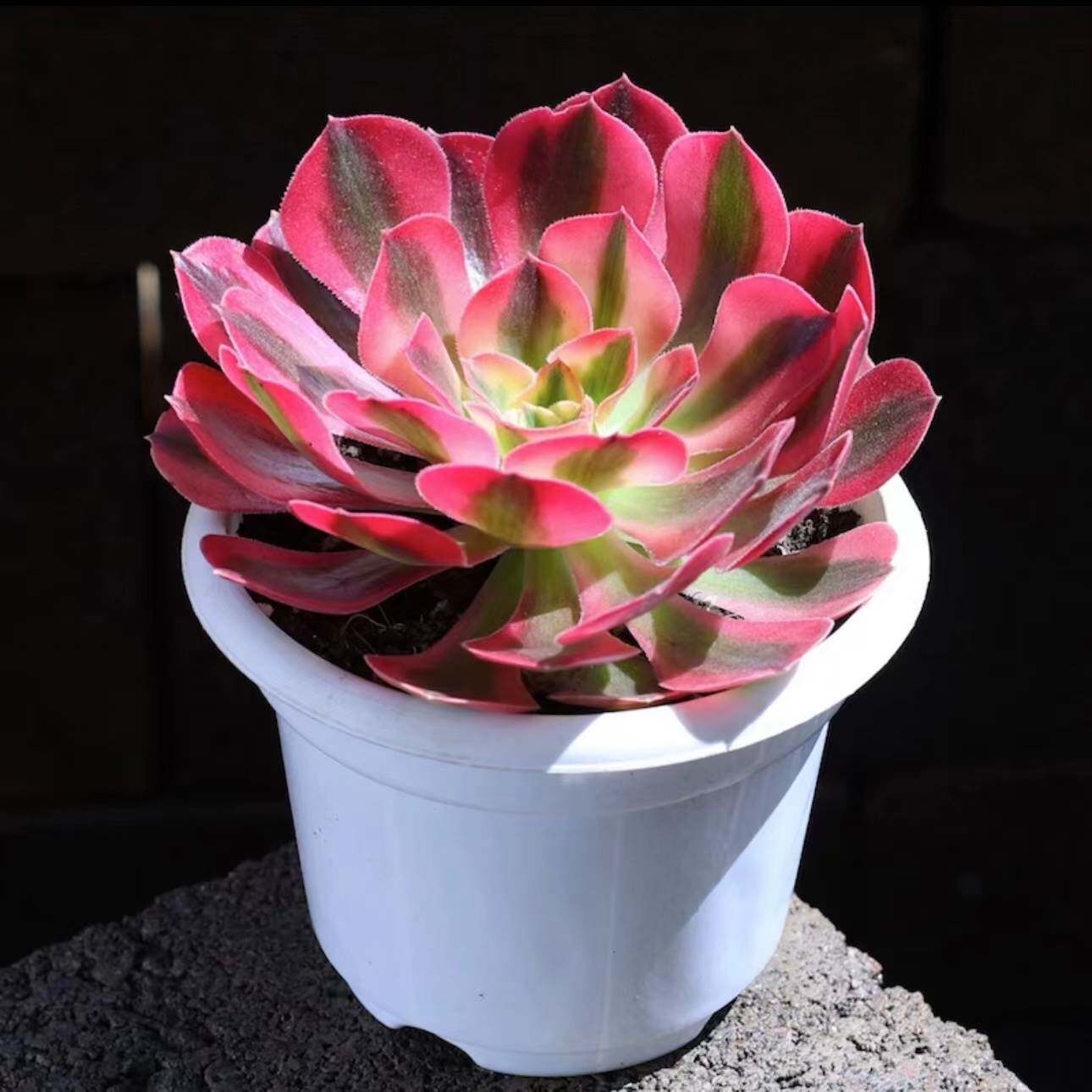 粉红女巫法师锦单头高端多肉室内办公桌阳台花卉室内多肉植物盆栽