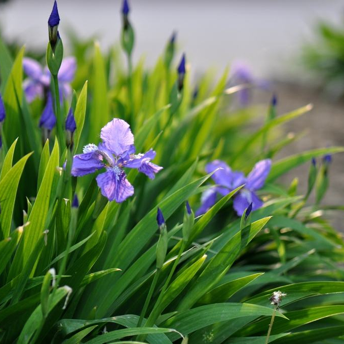 蓝色鸢尾花盆栽花苗 室外庭院地栽花园植物花卉 四季