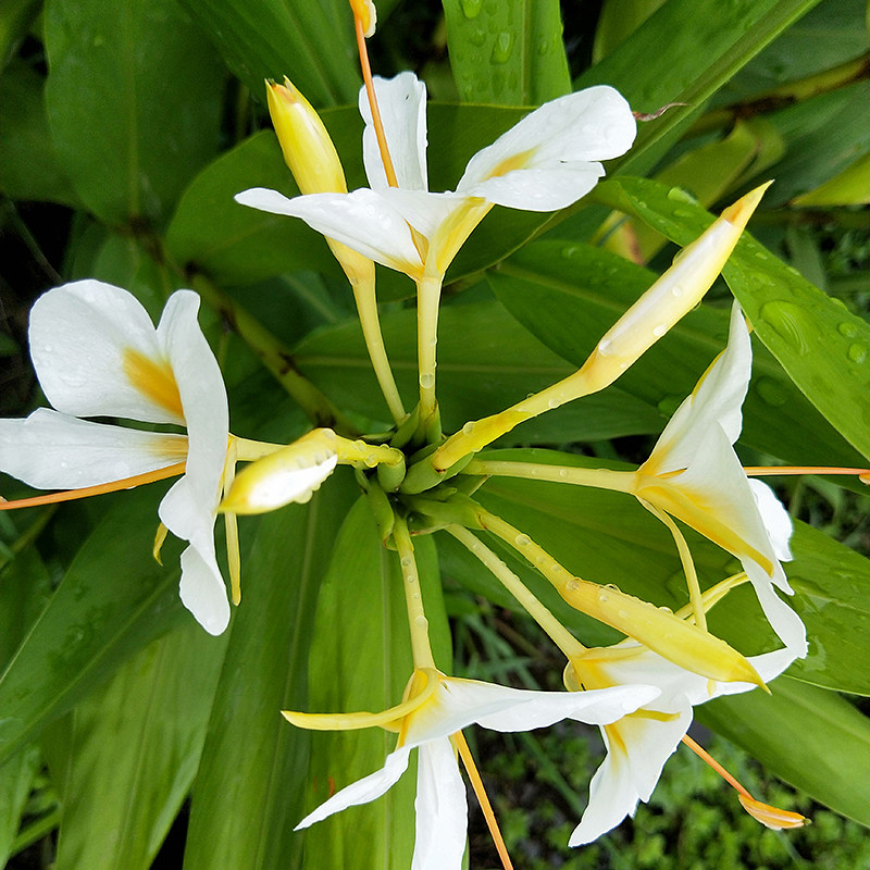 姜花盆栽野盆栽姜花种头野姜花蝴蝶百合花白色姜花1盆