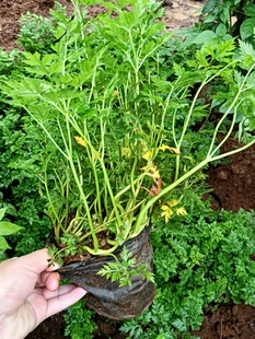 川芎苗新鲜川香根牛肉香料配菜香中草药可种植1盆带土带根