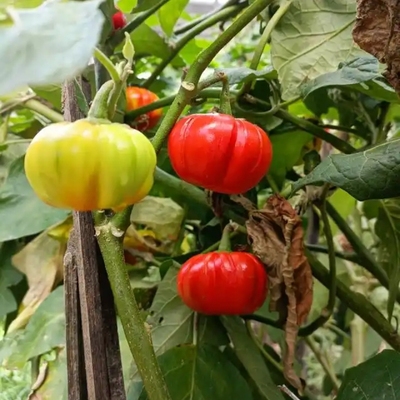 云南大苦子果盆栽苗绿植菜园栽种易货云南特色蔬菜4棵1盆新品热卖