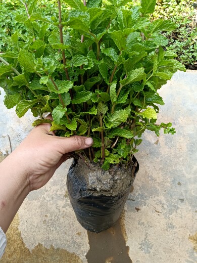 云南蔬菜薄荷小苗特色佐料新鲜薄荷傣族食用新品特价薄荷带根包邮