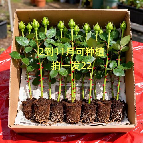 月季花苗玫瑰花树苗扦插苗老桩