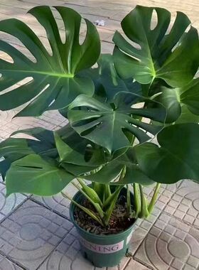 龟背竹大叶四季常青花卉绿植盆栽四季好养活净化空气绿植特价卧室