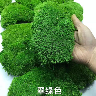 装 进口永生白发藓植物墙 饰青苔绿植盆景diy苔藓材料铺面 工程墙