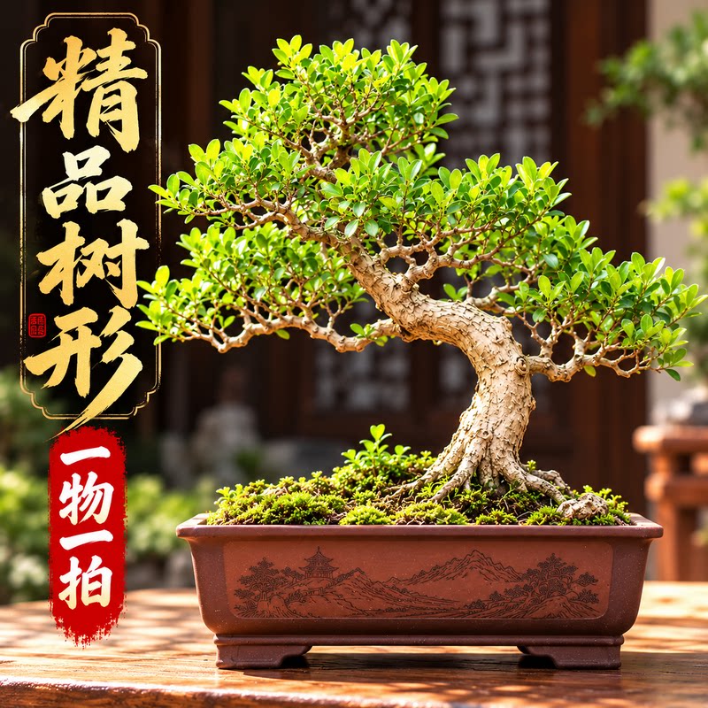 瓜子黄杨盆景老桩一物一拍按图发货小叶黄杨皱皮老桩精品造型盆栽