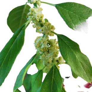 北美冬青盆栽树苗授粉用雄株公树鲜花红果发财果盆景盆栽植物耐寒