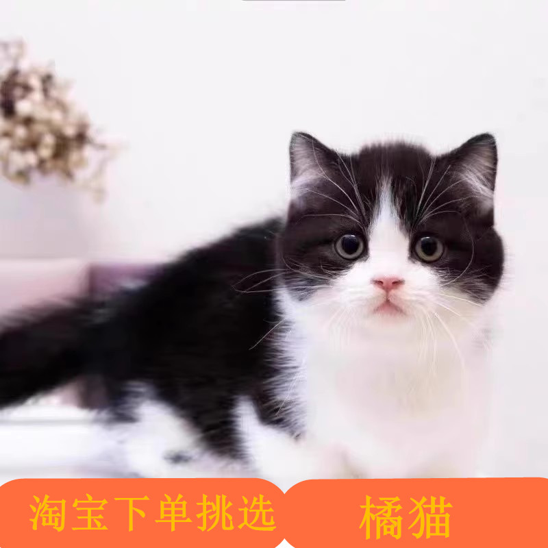 中华田园猫橘猫幼崽活体奶牛猫咪黑白猫幼猫咪家养抓老鼠土猫肥猫