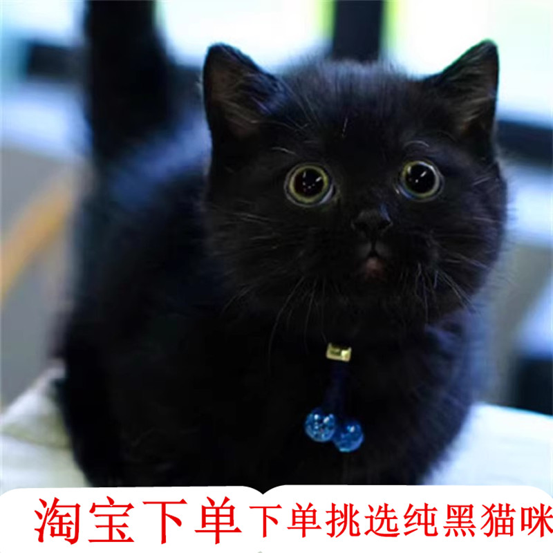 中华田园猫橘猫幼崽活体玄猫黑煤球猫纯黑猫咪活物纯黑土猫家养