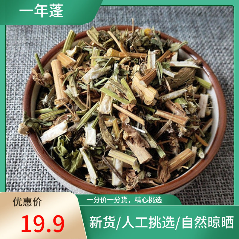 一年蓬 500克 别名女菀 千张草 墙头草 牙肿消新鲜干货非中药材粉