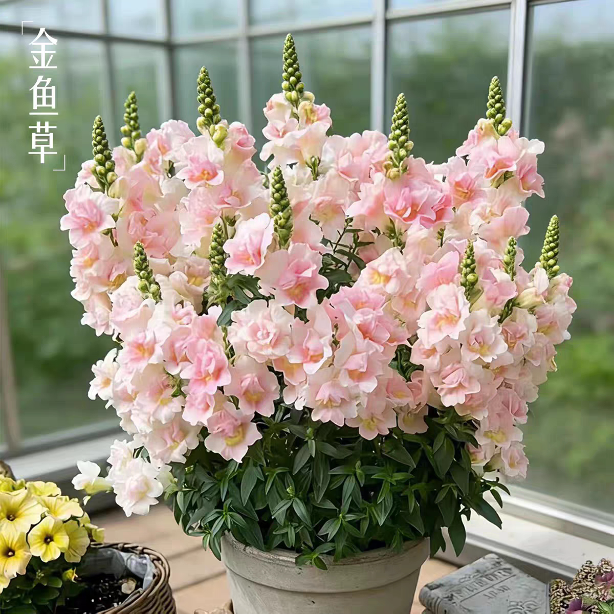 矮生重瓣金鱼草盆栽花苗庭院阳台花园花卉植物花期长耐寒耐热好养