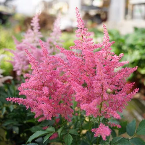 落新妇大苗庭院花镜植物耐寒带花