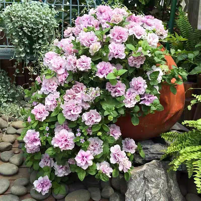 超级矮牵牛花带花发货多色可选