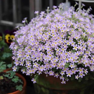 安徽羽叶报春盆栽苗陕西羽叶报春多年生花卉花期长阳台庭院易丰花