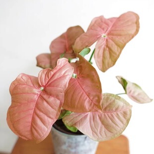 合果芋粉红佳人霓虹粉色恋人红粉金童子粉叶观叶植物盆栽蓝精灵苗