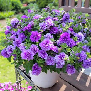 重瓣矮牵牛花苗盆栽带花发货阳台庭院室内冰淡紫小苗百万小玲大苗