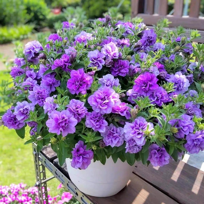 矮牵牛重瓣花苗阳台花园盆栽植物