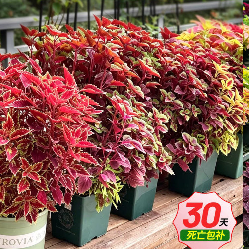 彩叶花园庭院户外阳台植物多年生