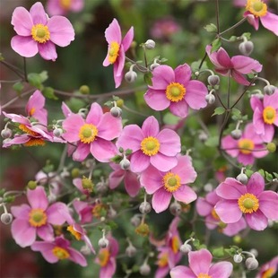 秋牡丹盆栽花苗打破碗碗花野棉花多年生宿根花卉庭院阳台花镜植物