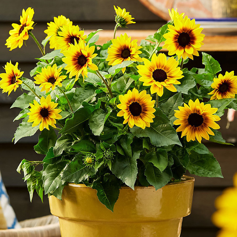 向日葵光辉岁月庭院地栽阳台盆栽花苗太阳花耐热好养多年生花期长