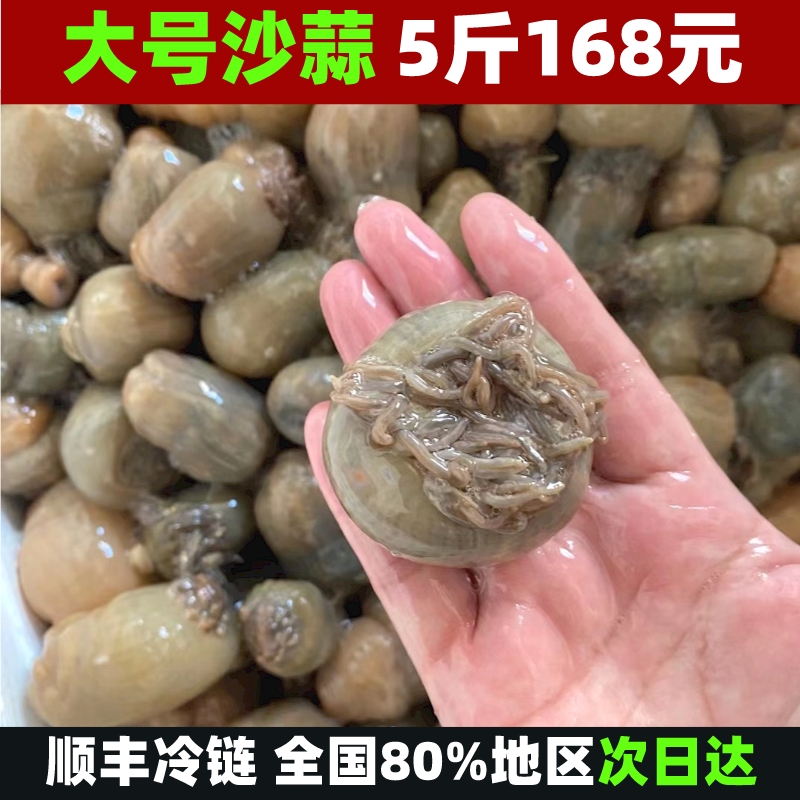 新鲜野生沙蒜海葵食用鲜活冷冻5斤海花海肠沙蒜豆面食材商用海鲜