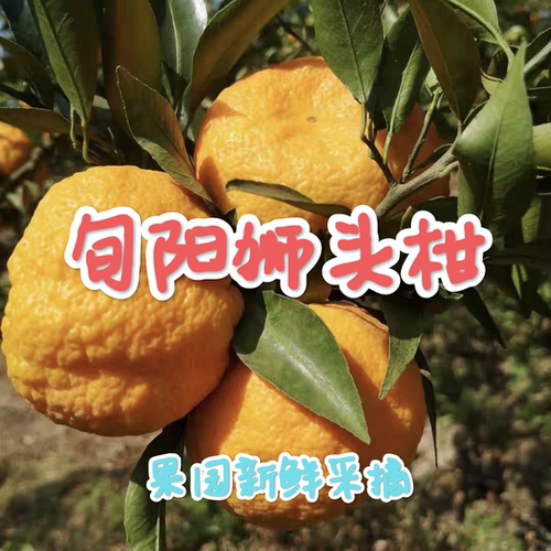 现摘正宗陕西旬阳狮头柑安康旬阳特产丑柑桔子皱皮柑10斤礼盒