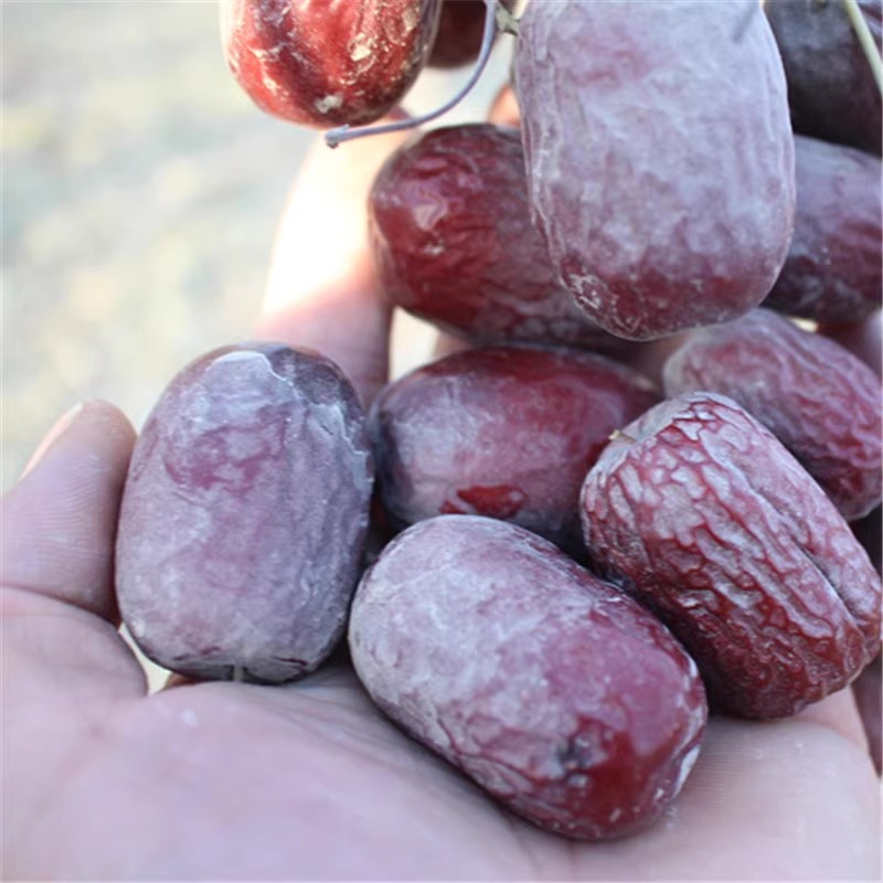 新疆直发 25年5斤新枣正宗新疆若羌灰枣未洗自然吊杆零食熬粥红枣