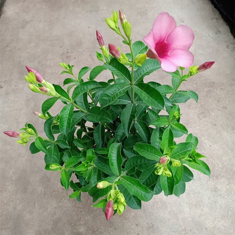 紫蝉花盆栽苗阳台庭院围栏花圃植物四季开花M长春花耐晒喜太阳黄