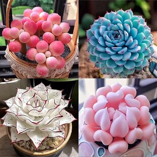 多肉小盆栽稀有品种名贵花t卉大全肉肉蓝石莲绿植花盆阳台室内盆