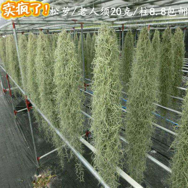 老人须松萝吊兰空气凤梨空气草垂吊植创意植物办公室吸甲醛