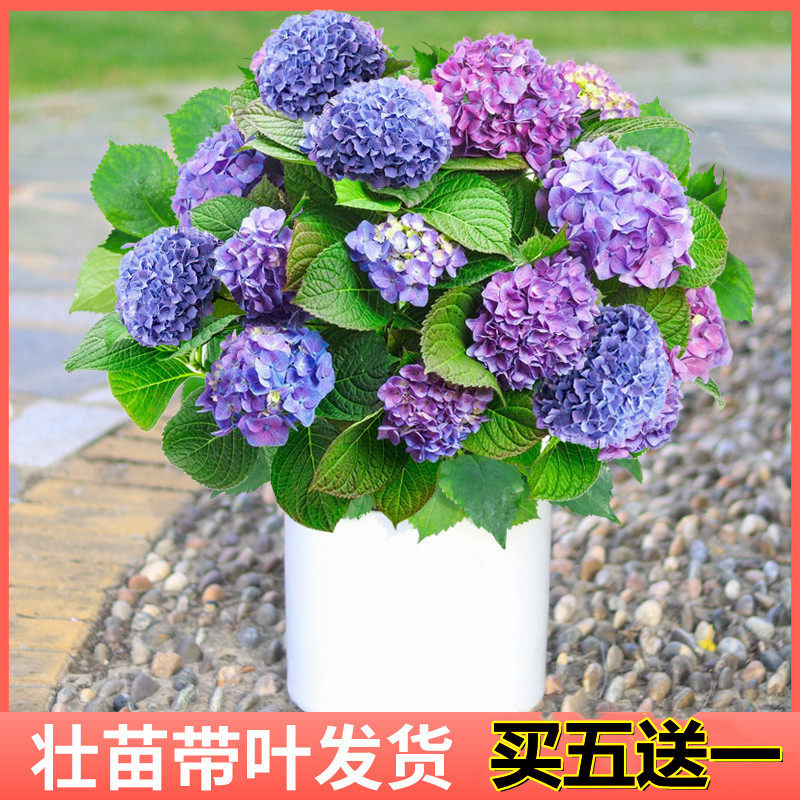 绣球花盆栽带盆带花苞 价格 怎么样 图片