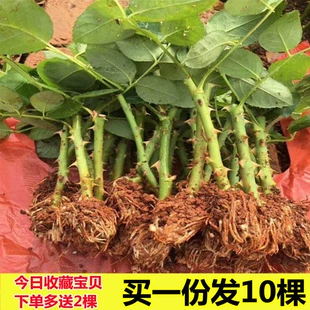 开花花卉植物特大花月季 13.8元 10棵玫瑰花盆栽树苗四季 花苗扦插苗