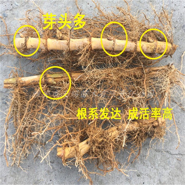 现挖青竹楠竹根苗庭院竹子根苗盆栽盆景地载竹根好成活耐热耐寒_虎窝淘