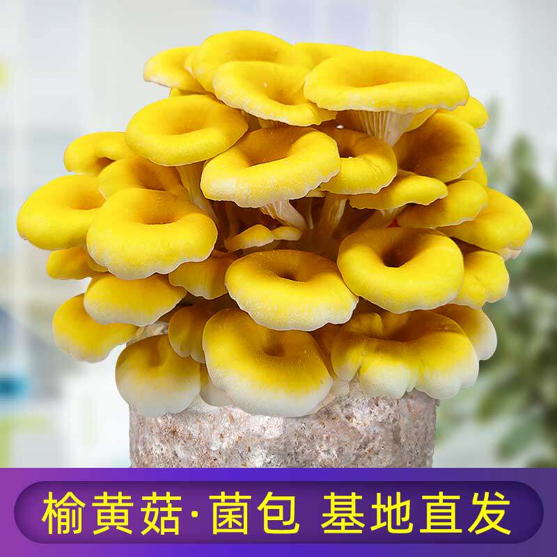 榆黄蘑蘑菇种植菌包阳台种蘑菇菌种菌棒菌菇种家庭室内养种食用菌