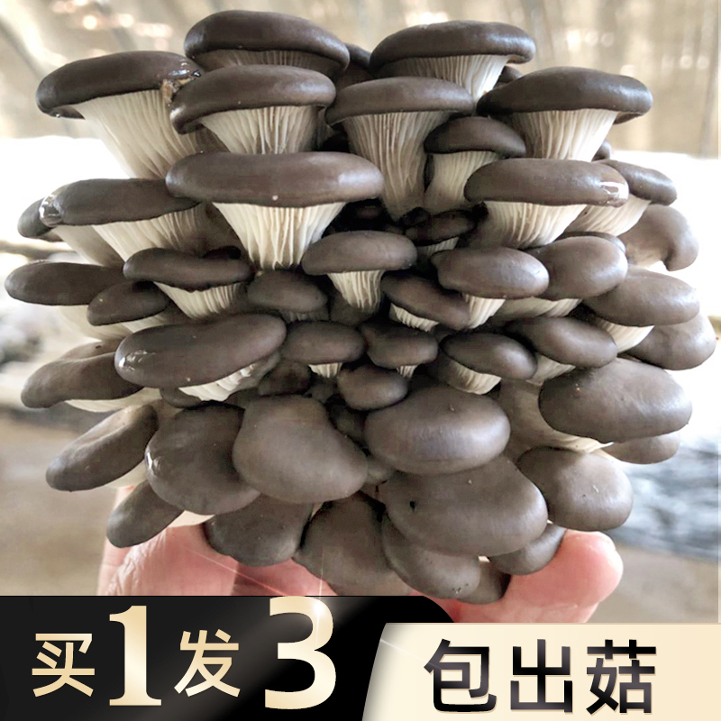 蘑菇种植包好吃好养喷水生长