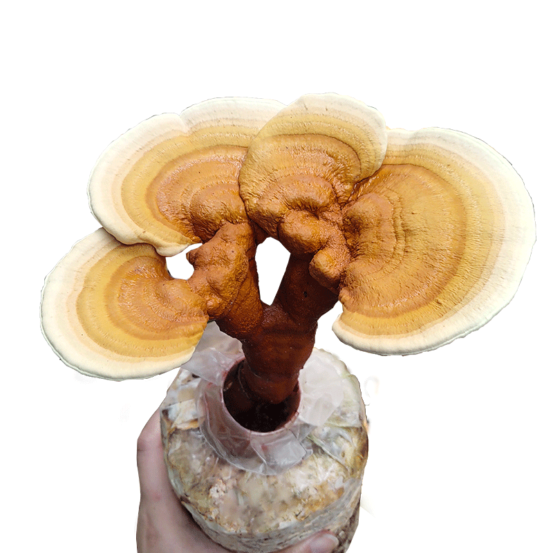 灵芝蘑菇种植菌包菌种家庭食用菌
